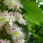 Лечение онкологии,  остеохондроз,  иммунная система,  зрение,  бесплодие,  