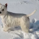 Вязка Вест Хайленд Терьер / West Highland White Terrier