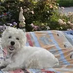 Вязка,  Вести Вест Хайленд Вайт Терьер (west highland white terrier) ко