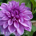 Георгина весна 2012