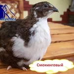 Инкубационные перепелинные яйца