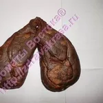 Бобровая струя бобра настойка бобровой струи капсулы кастореум