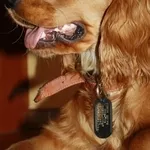 Жетоны и адрессники для собак