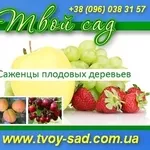 Саженцы фруктовых деревьев Саженцы 2013 розн. опт.