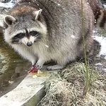 Енот Полоскун. Ручные малыши  купить можно у нас    