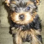 Есть для продажи великолепная девочка и мальчики Йоркширский терьер 