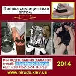 Пиявки 2014 медицинские Гирудотерапия. Медикус