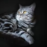 Продается великолепный шотландский вислоухий котенок очень красивого о