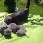 Шотладские вислоухие и прямоухие котята Scottish fold