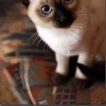 Сиамские не ориентальные (тайские) котята. от заводчика с документами