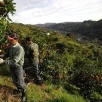 Сбор цитрусовых. Испания.