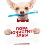 Чистка зубов ультразвуком домашним животным в зоосалоне Dog-style