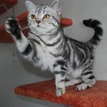 Питомник предлагает британских котят окраса вискас