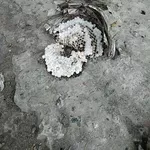 соєве знежирене борошно для підгодівлі бджіл