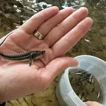 Малек руccкого осетра