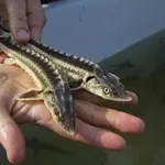 Малек русского осетра. Ирпень 