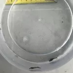 Принимаю заказ на малек осетра,  малек стерляди