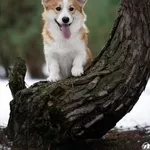 Дуже красивий хлопчик вельш коргі пемброк