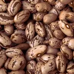 Купуйте сортову квасолю гуртом — якість,  підтверджена досвід