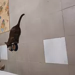 Гостиница для собак и котов в Киеве- собачий готель,  готель для котів