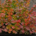 Вкорінені живці гортензій,  барбарисів,  хвойних та Р9