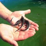 Малек осетра, форель.