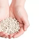 Насіння квасолі. Форвардні контракти. Гарантований викуп врожаю