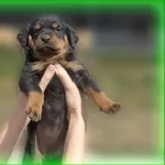 Крепкие и энергичные щенки ротвейлера