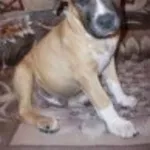 Оооочень престижые щенки американского стаффордширского терьера