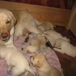 Клубные щенки лабрадора с прекрасным выставочным потенциалом!