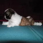 щенки ши-тцу от интернационального чемпиона.