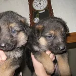 Щенки немецкой овчарки с родословной