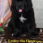 Щенки ньюфаундленда шоу класса в Харькове