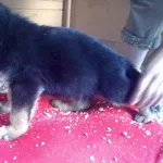 Щенки немецкой овчарки от титулованных родителей, с документами КСУ.