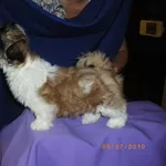 ши-тцу щенок