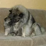 Продаются щенки кеесхонда/вольфшпица