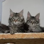 Продам котят породы Мейн кун (maine coon) из чешского питомника