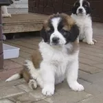 Продаются щенки Московской сторожевой