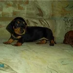 Щенок таксы