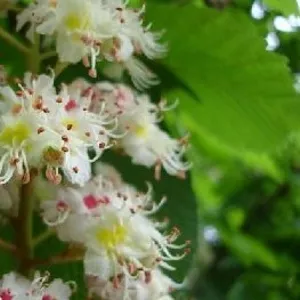 Лечение онкологии,  остеохондроз,  иммунная система,  зрение,  бесплодие,  