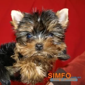 йоркширский терьер