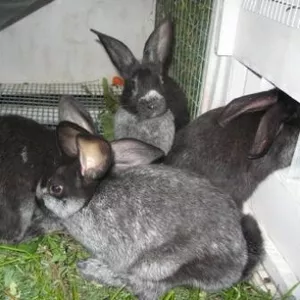 кролики породы серебристый