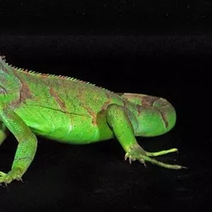 Продам зеленую игуану (iguana iguana)