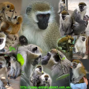 Домашние обезьяны разных пород : зеленая мартышка,  макака резус,  бабуи