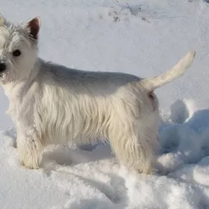 Вязка Вест Хайленд Терьер / West Highland White Terrier