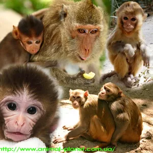 Домашние обезьяны разных пород 