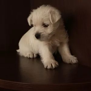 Продаю щенка Вест Хайленд Терьер / West Highland White Terrier.  