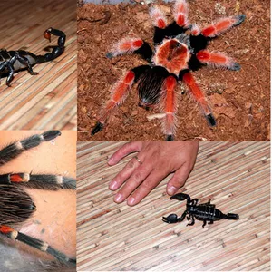 Императоский скорпион и  пауки Птицееды (разные виды)