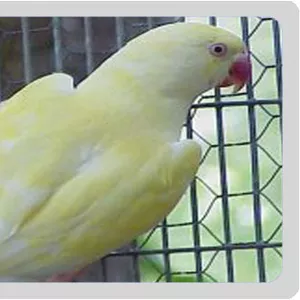 В продаже Ожереловые Белые попугаи,  Серые,  Голубые,  Салатовые,  Желтые 