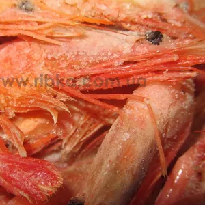 Креветка атлантическая глубоководная Pandalus Borealis